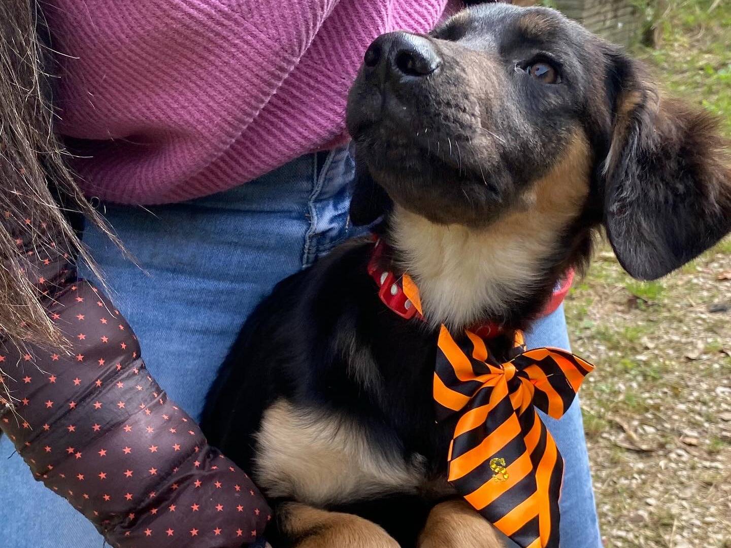 Adotta un cane, taglia grande, maschio, Latina