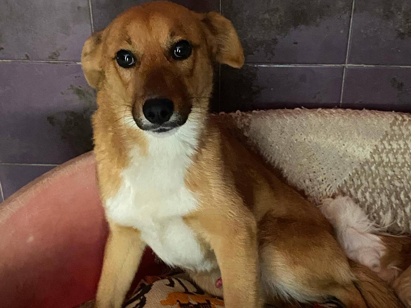 Foto dell'animale