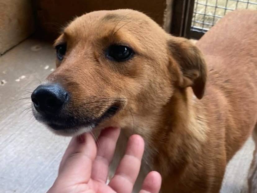 Adotta il cane Cerbiatto a Latina