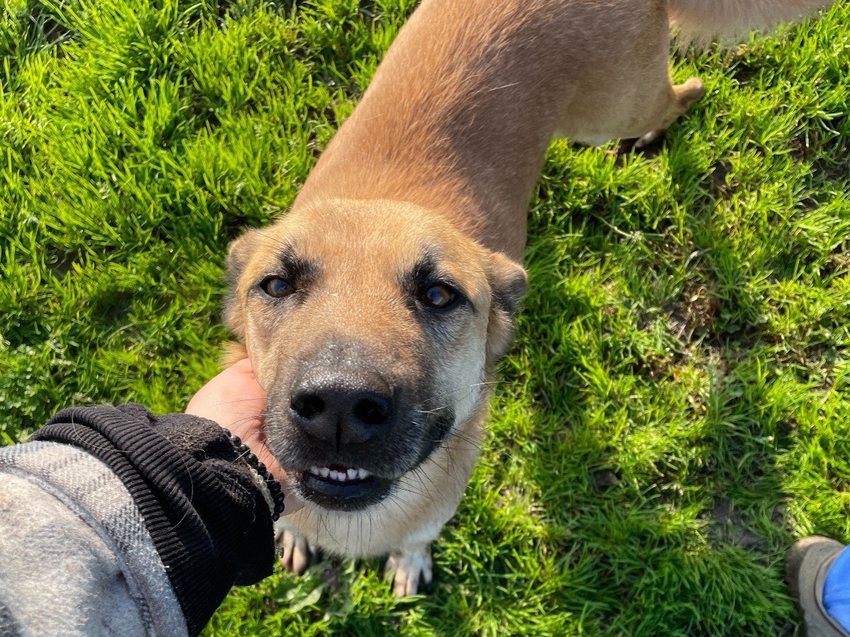 Adotta un cane, taglia media, maschio, Latina