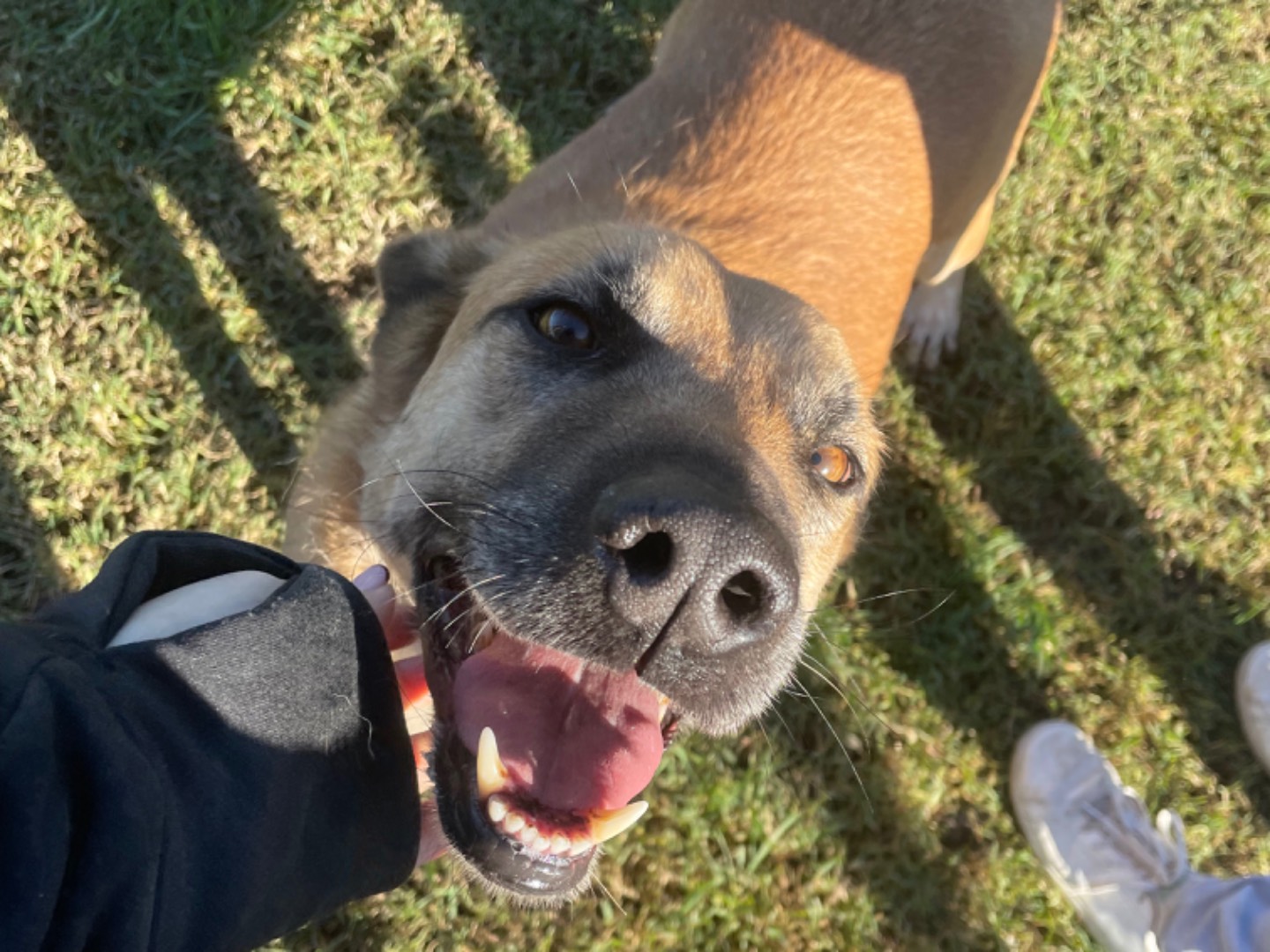Vuoi adottare un cane a Latina?