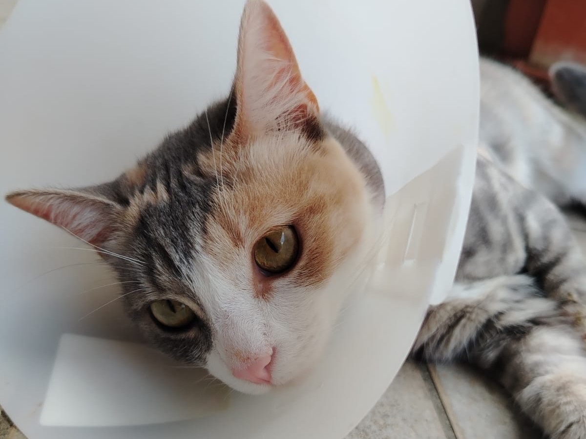 Foto dell'animale