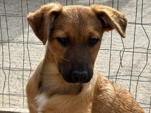 Adotta un cane, femmina, 4 mesi, Siracusa