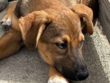 Adotta un cane, taglia piccola, femmina, Siracusa