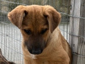 Vuoi adottare un cane a Siracusa?