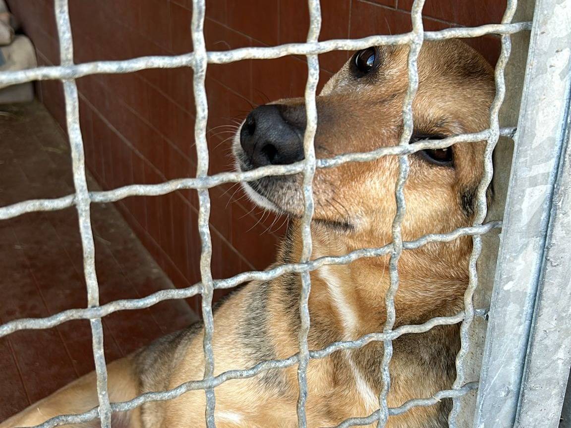 Adotta un cane, femmina, 5 anni  e 7 mesi , Milano