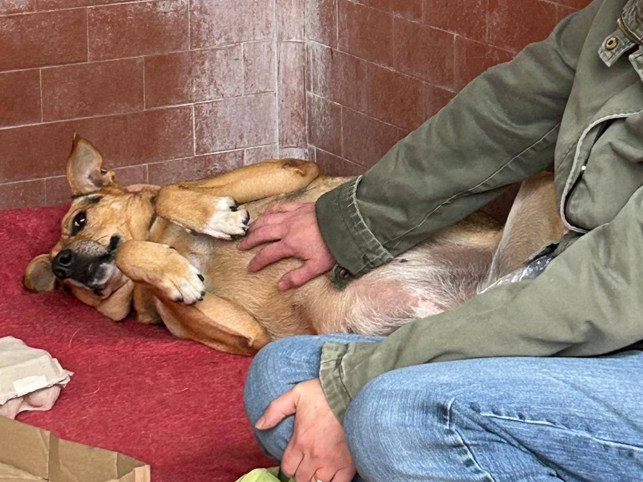 Adotta un cane, taglia media, femmina, Milano