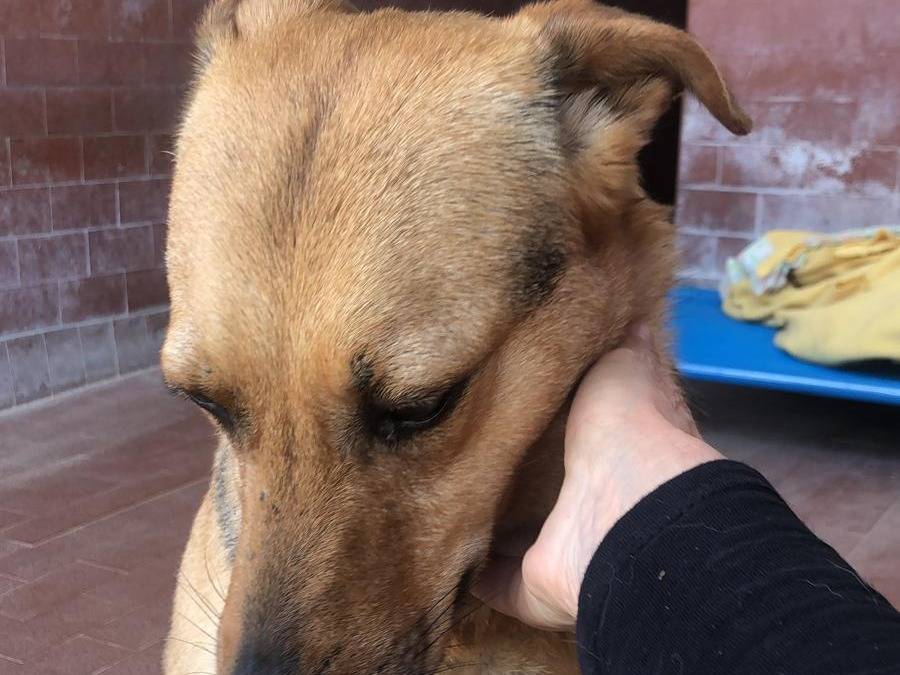 Vuoi adottare un cane a Milano?