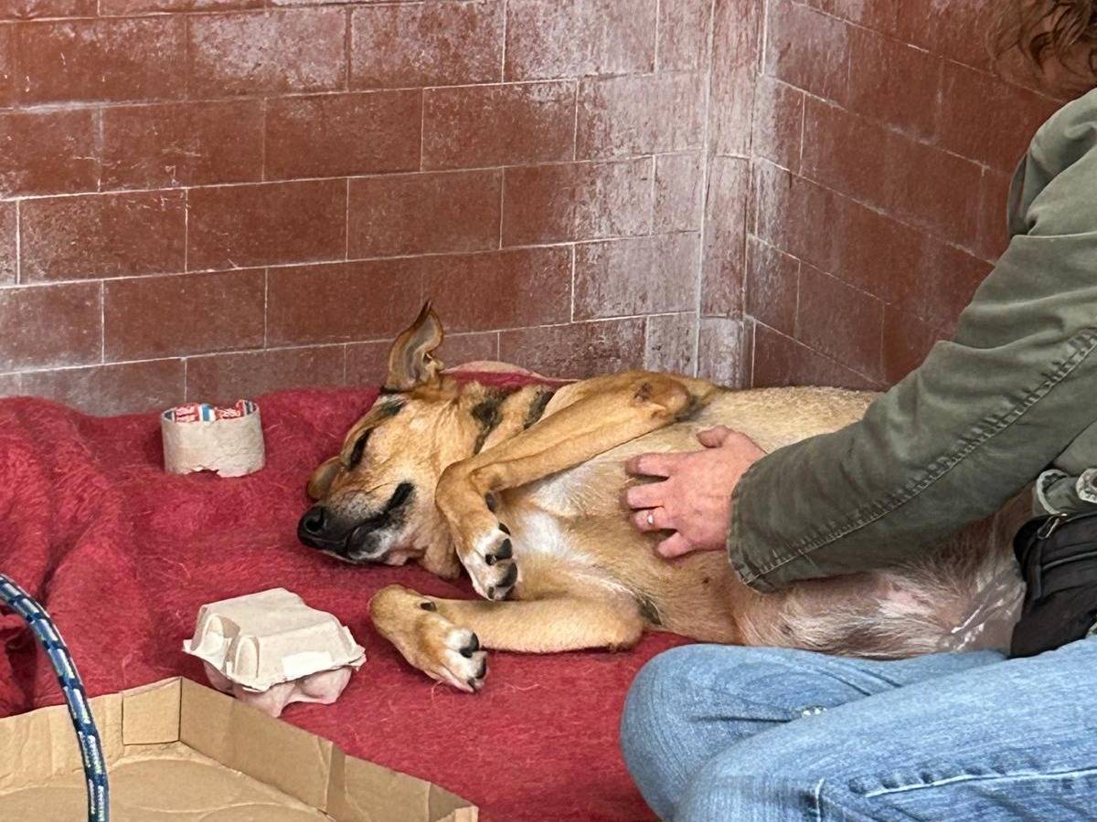 Adotta il cane Chloe a Milano