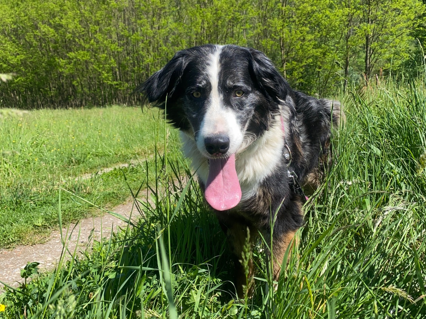 Adotta un cane, maschio, 7 anni  e 6 mesi , Varese