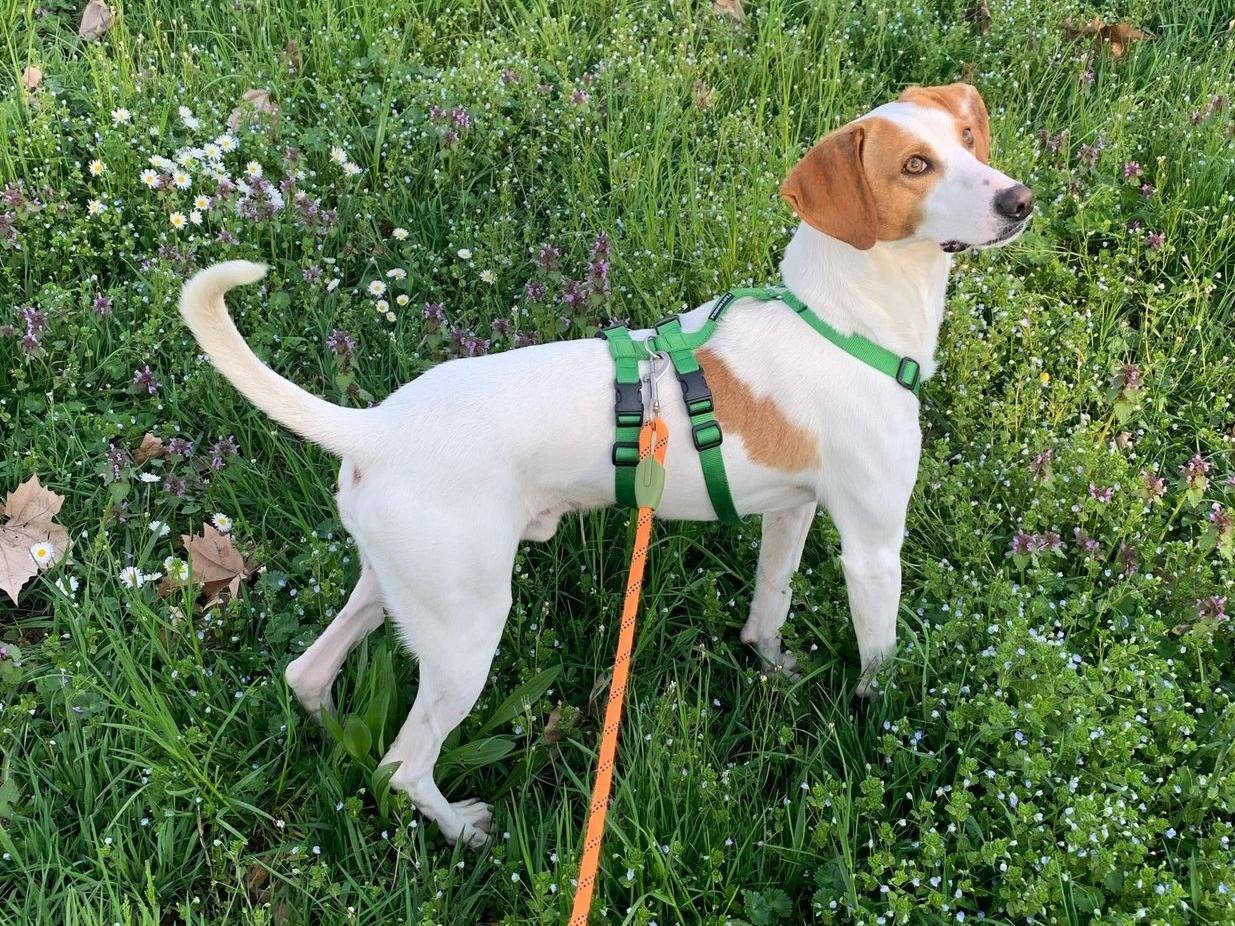 Adozione cane, maschio, Razza sconosciuta Razza sconosciuta, 1 anno e 10 mesi , taglia media contenuta, Milano
