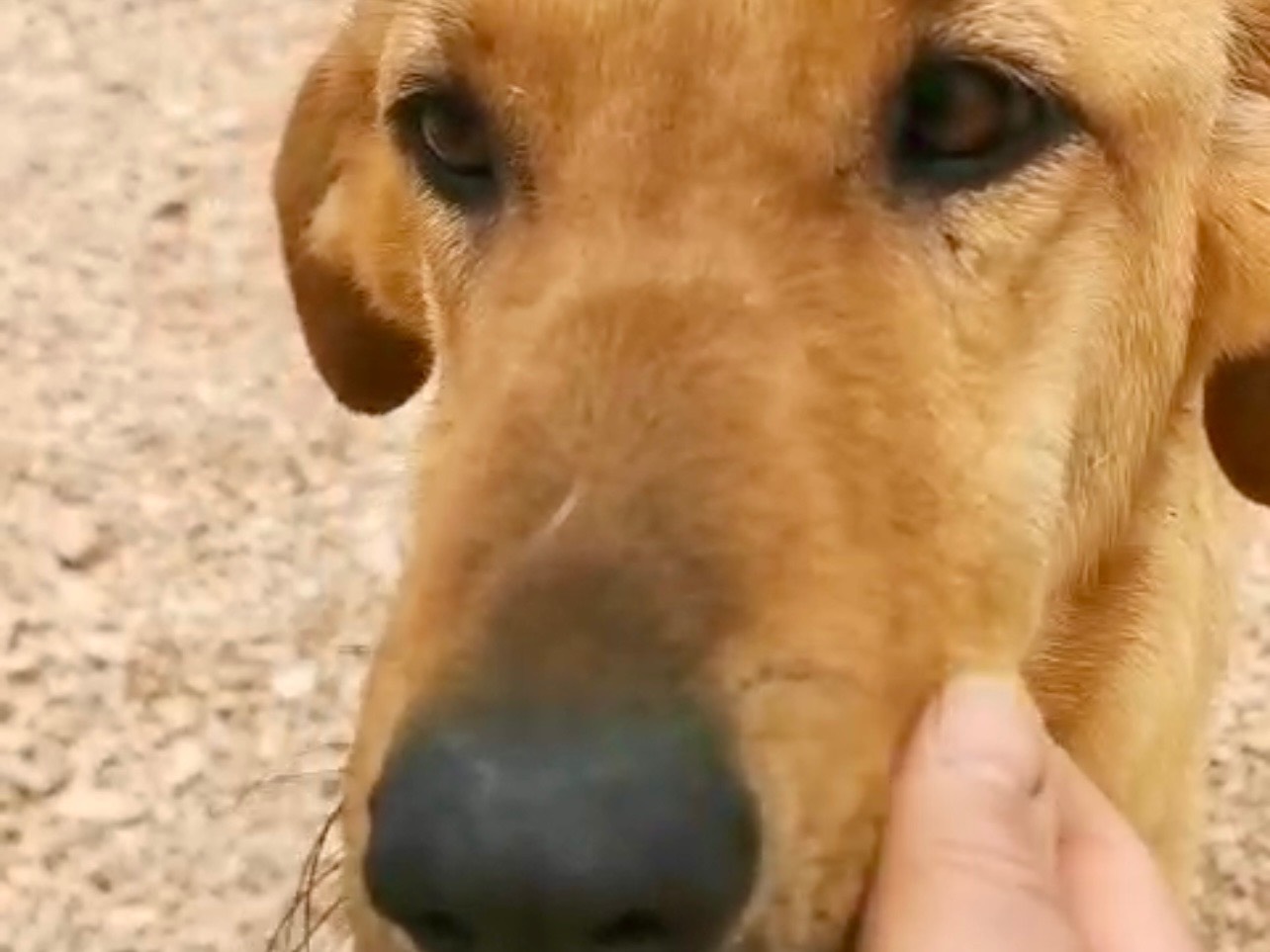 Adotta un cane, maschio, 1 anno e 7 mesi , Bari