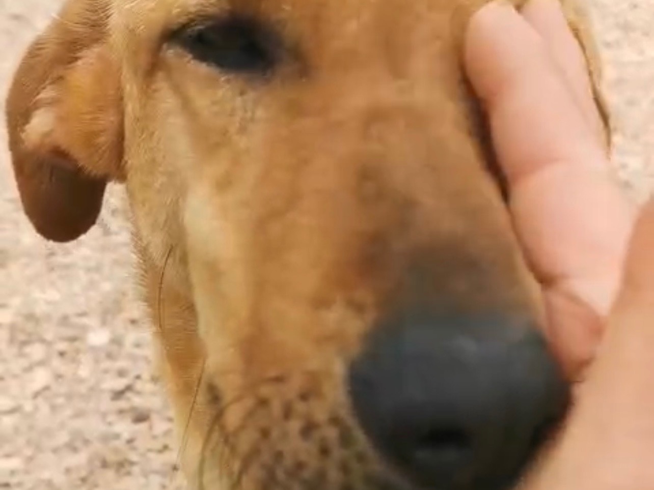 Adotta un cane, taglia media, maschio, Bari