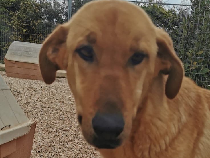 Vuoi adottare un cane a Bari?