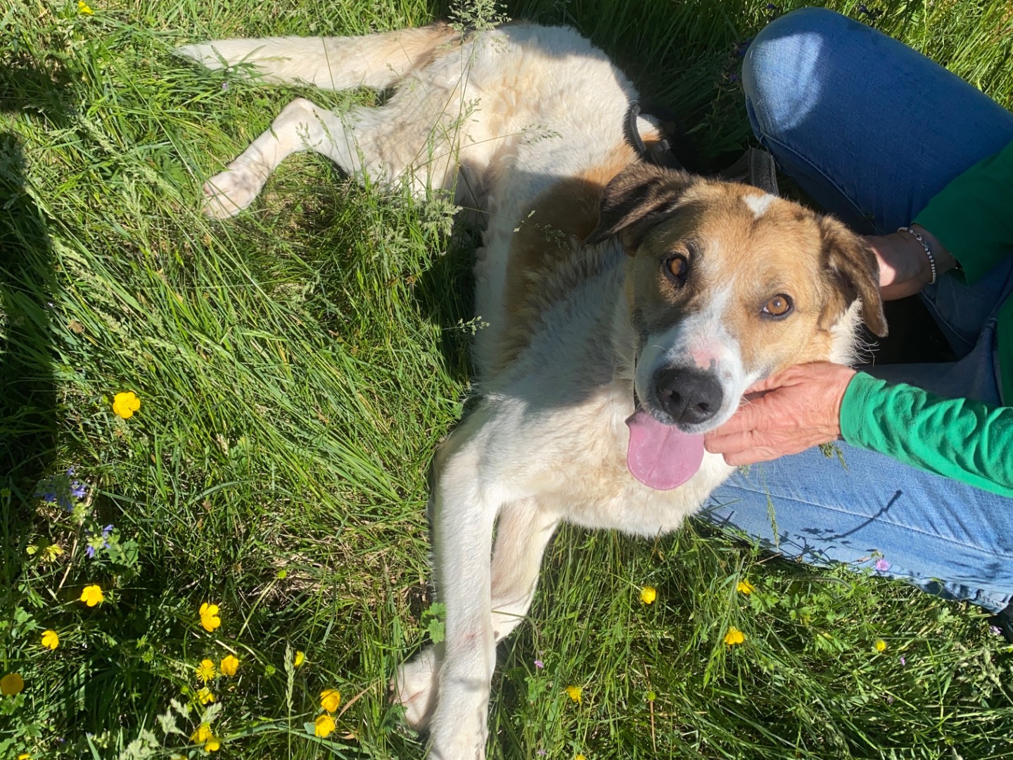 Adotta un cane, maschio, 4 anni  e 11 mesi , Varese