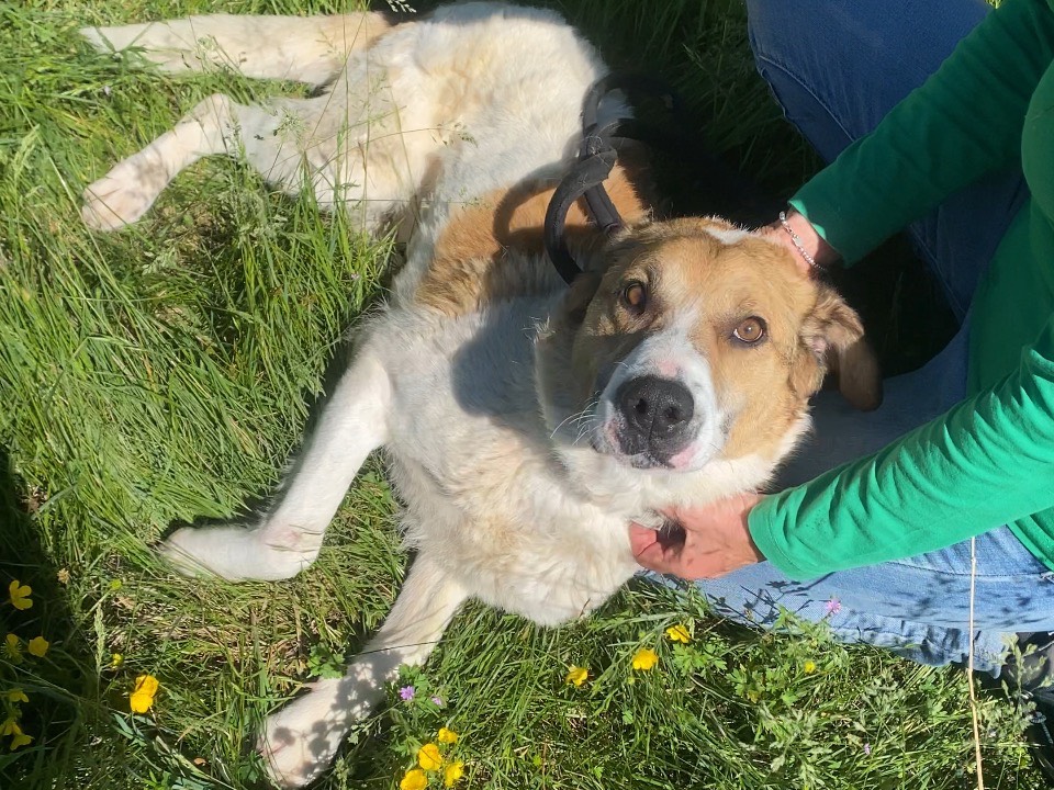 Adotta un cane, taglia media, maschio, Varese
