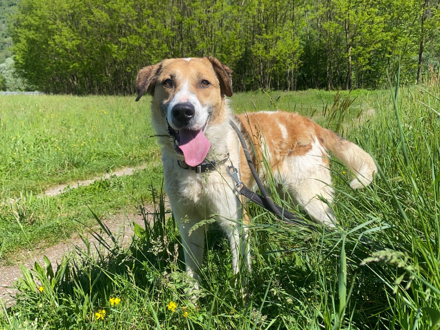 Vuoi adottare un cane a Varese?