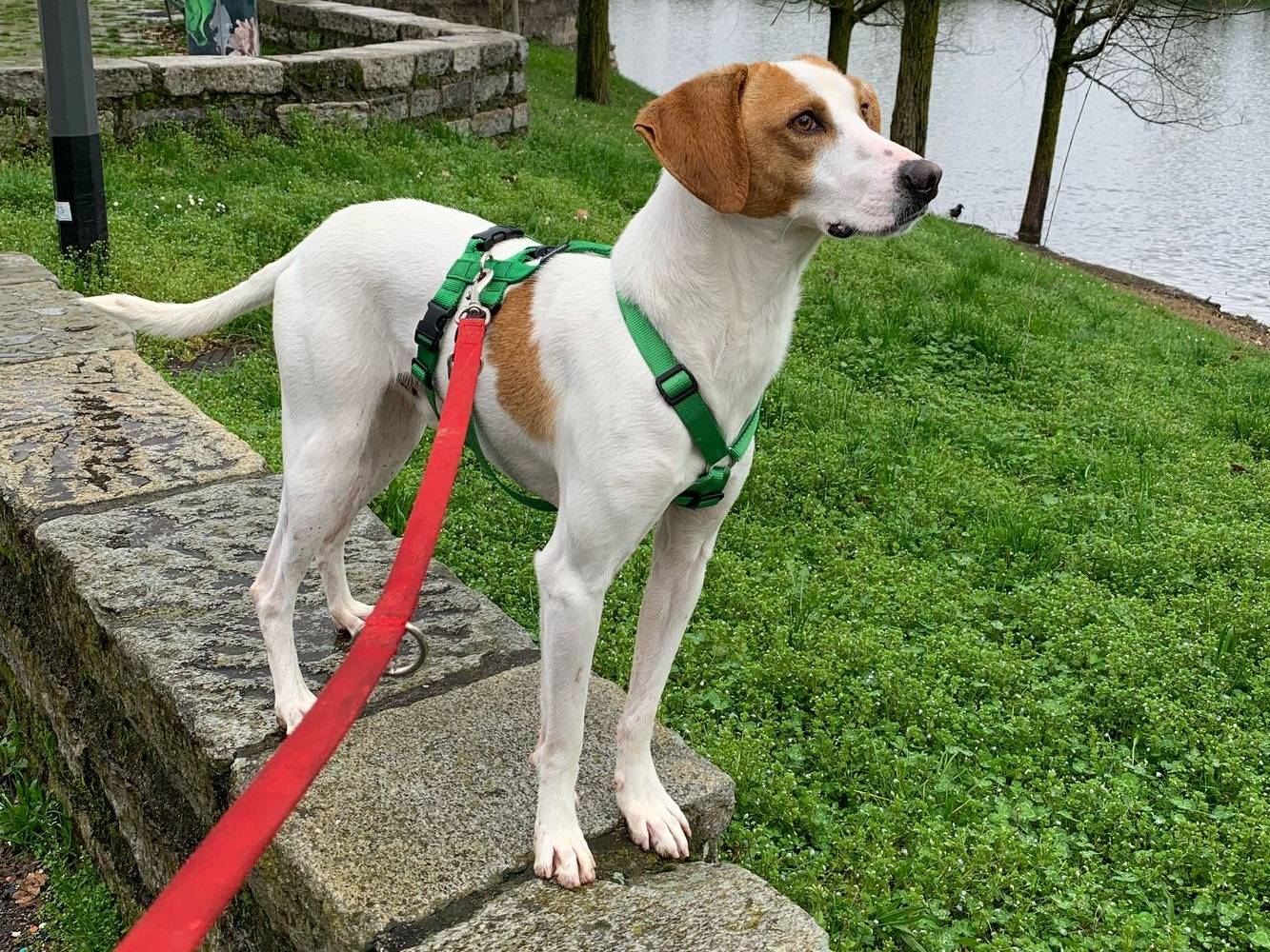 Adotta un cane, taglia media contenuta, maschio, Milano