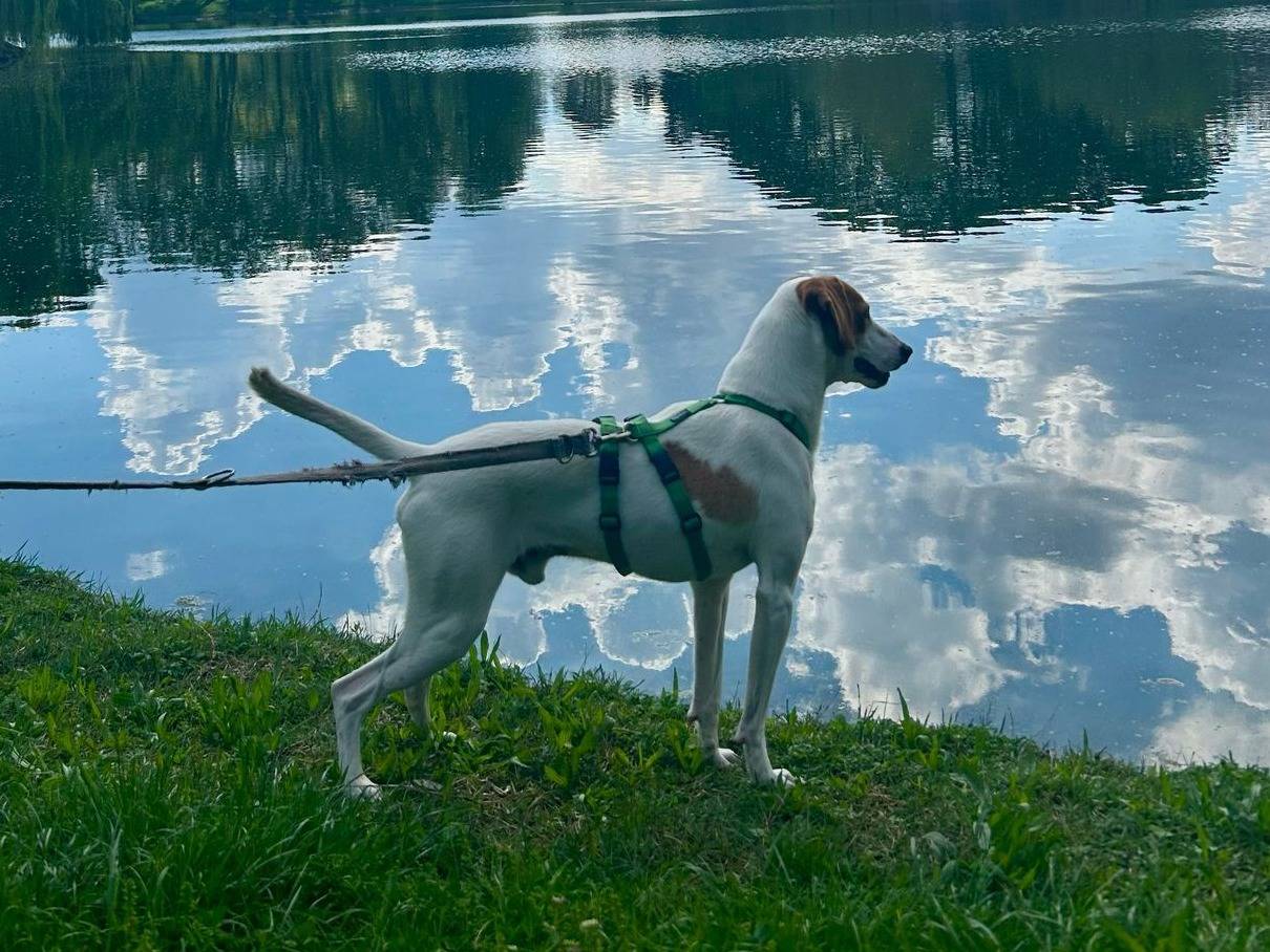 Adotta il cane Taddeo  a Milano