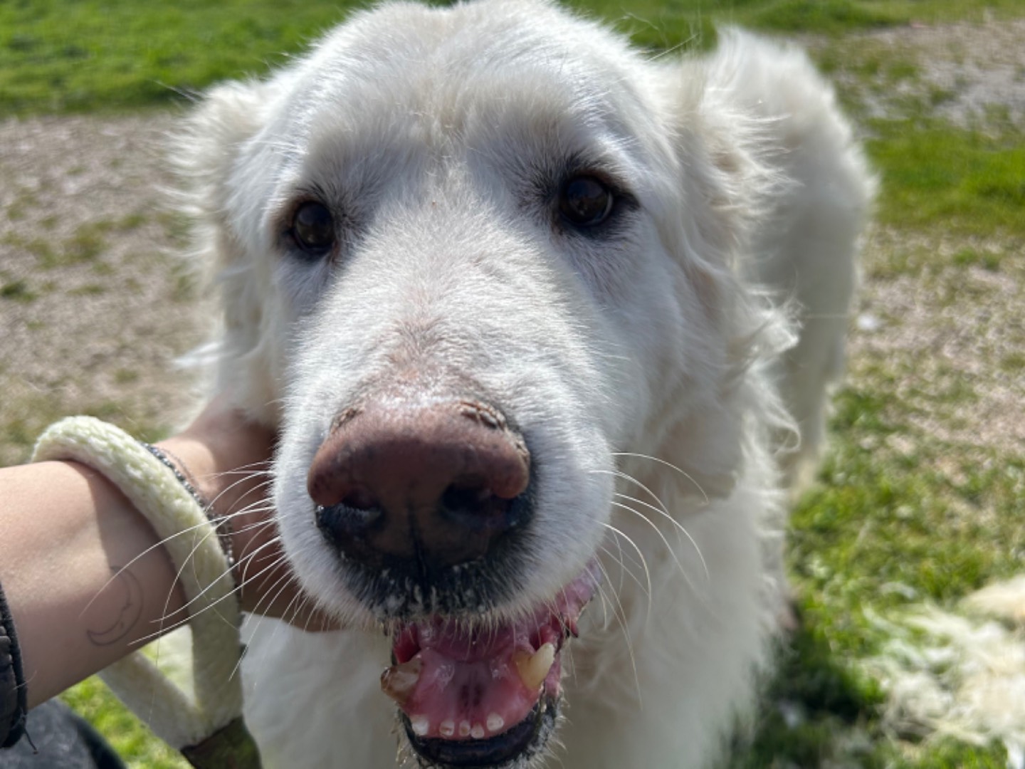 Adotta un cane, maschio, 12 anni  e 3 mesi , Latina