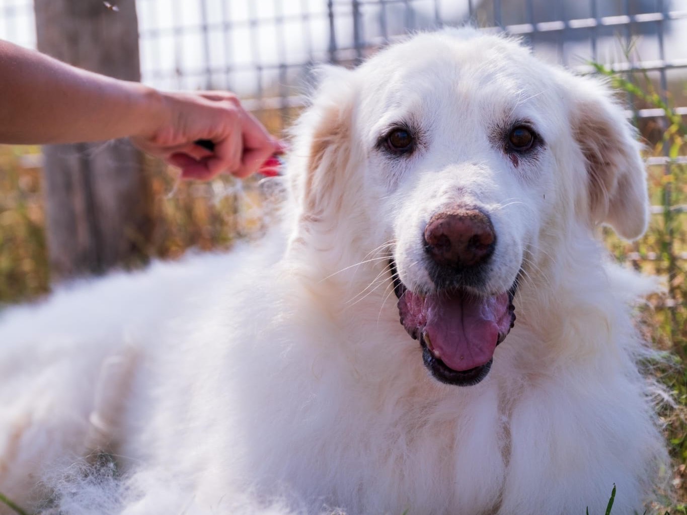 Adotta un cane, taglia grande, maschio, Latina