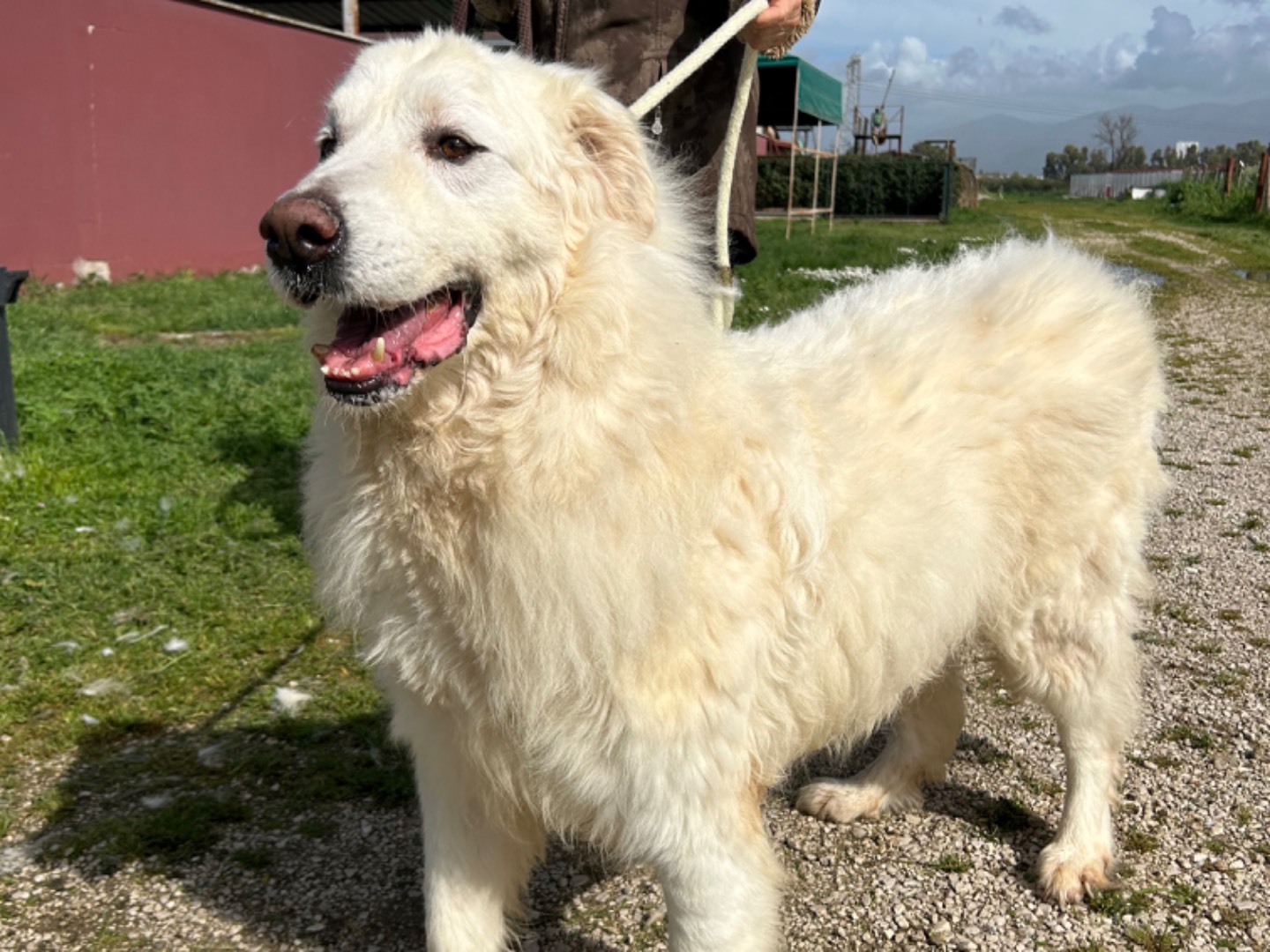 Adotta il cane Russell a Latina