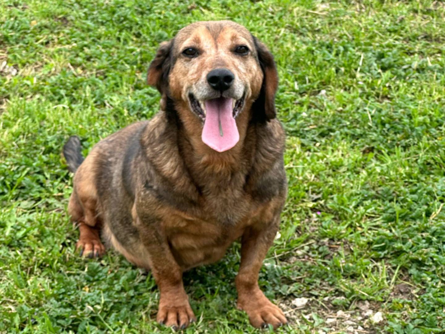 Adotta un cane, maschio, 4 anni  e 1 mese, Caserta