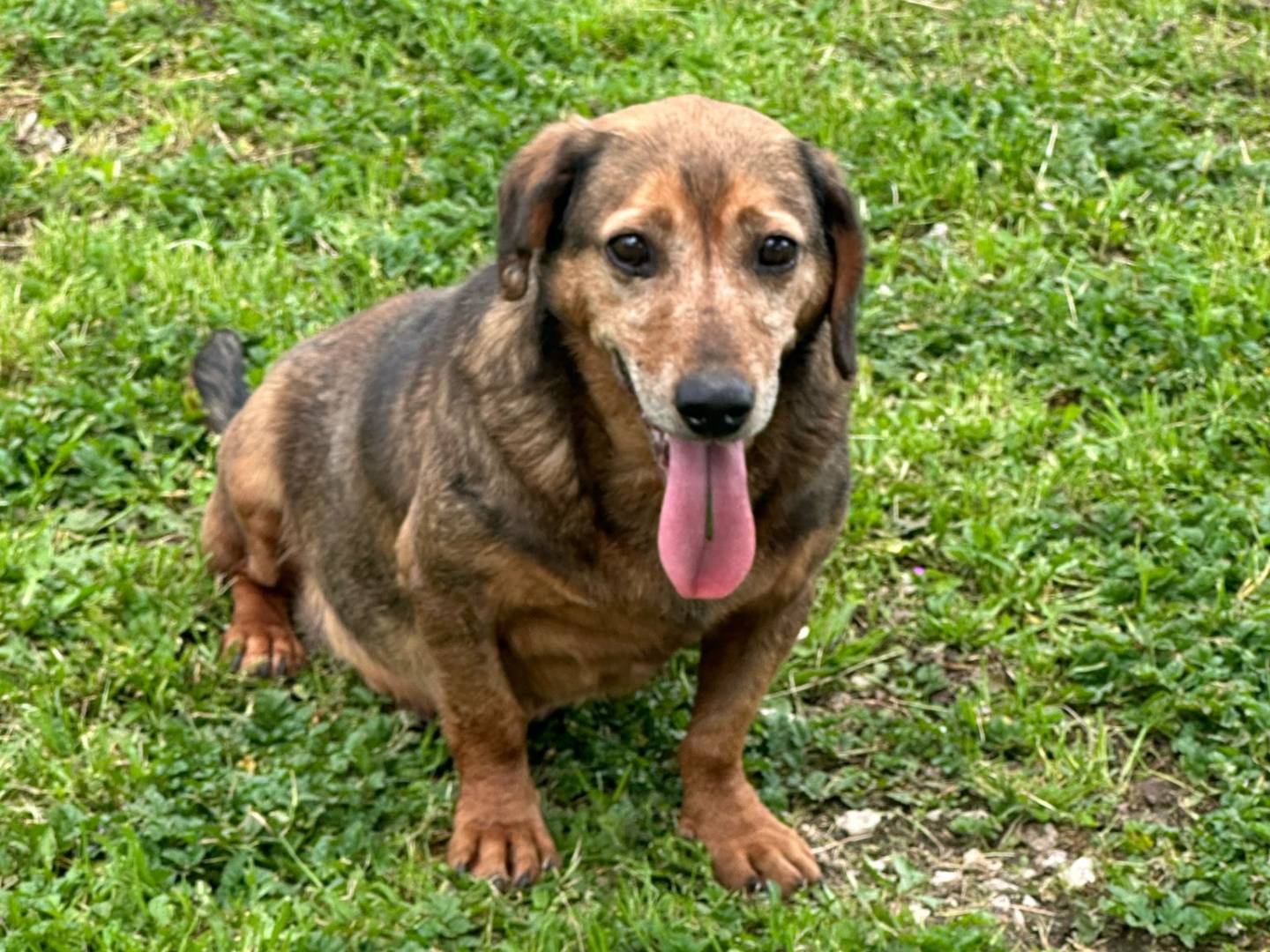 Adotta un cane, taglia piccola, maschio, Caserta