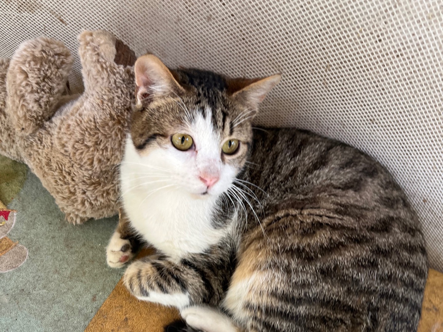 Adotta un gatto, taglia non valida, maschio, Brescia