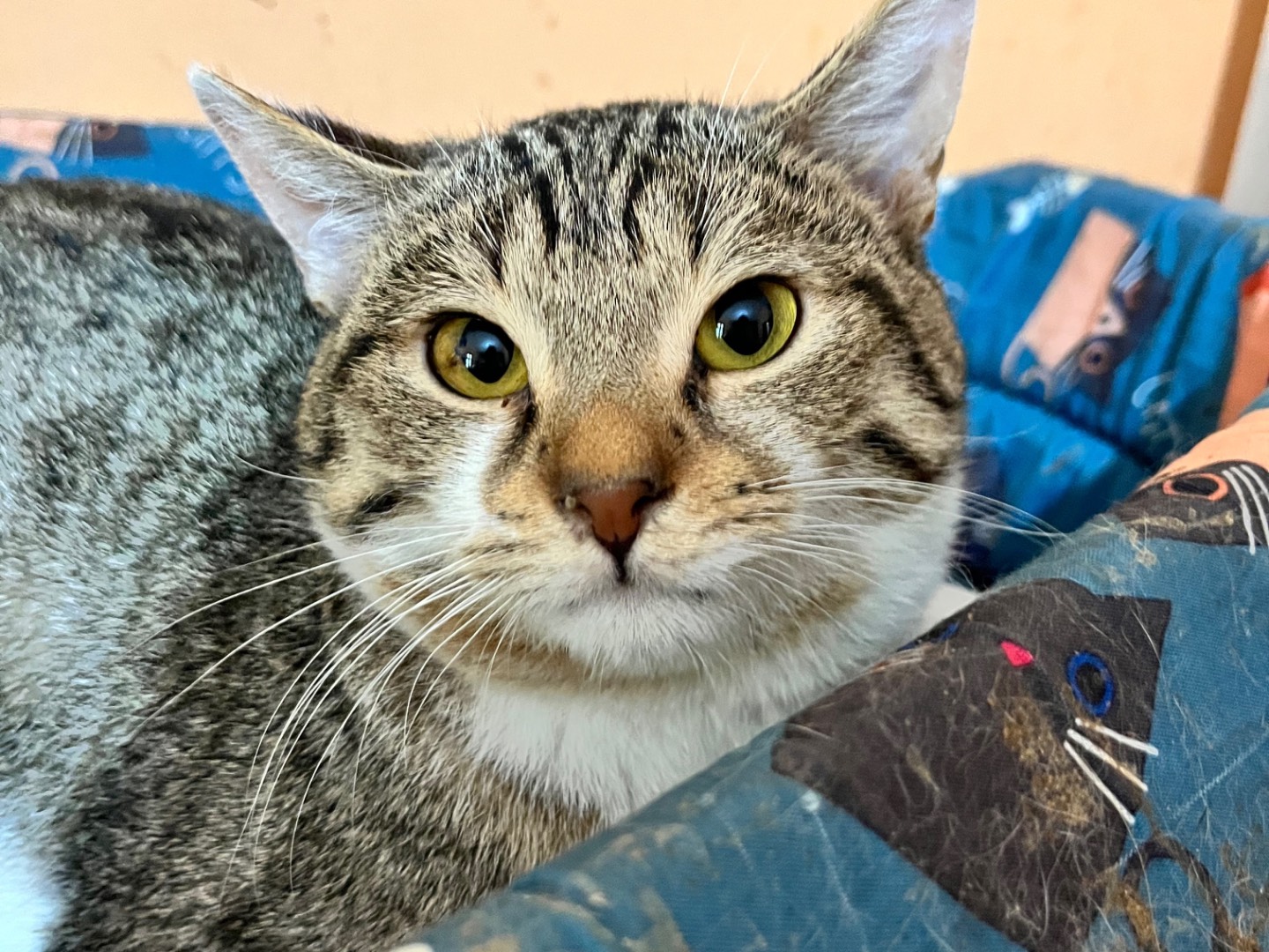 Adotta un gatto, maschio, 11 mesi, Milano