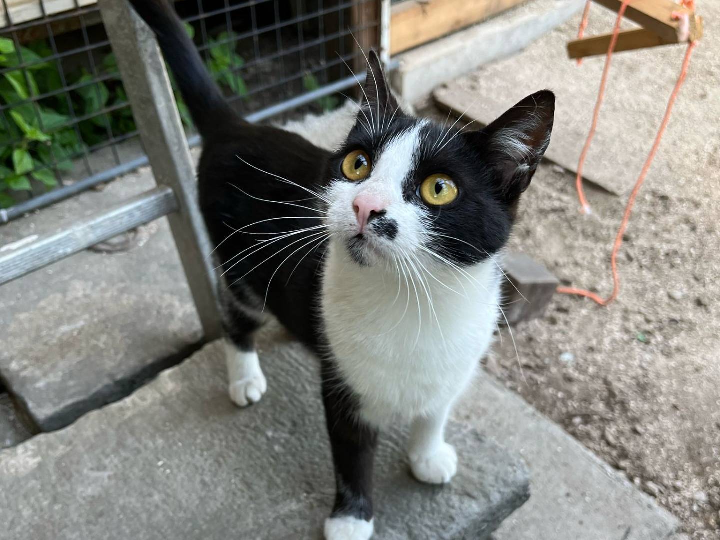 Foto dell'animale