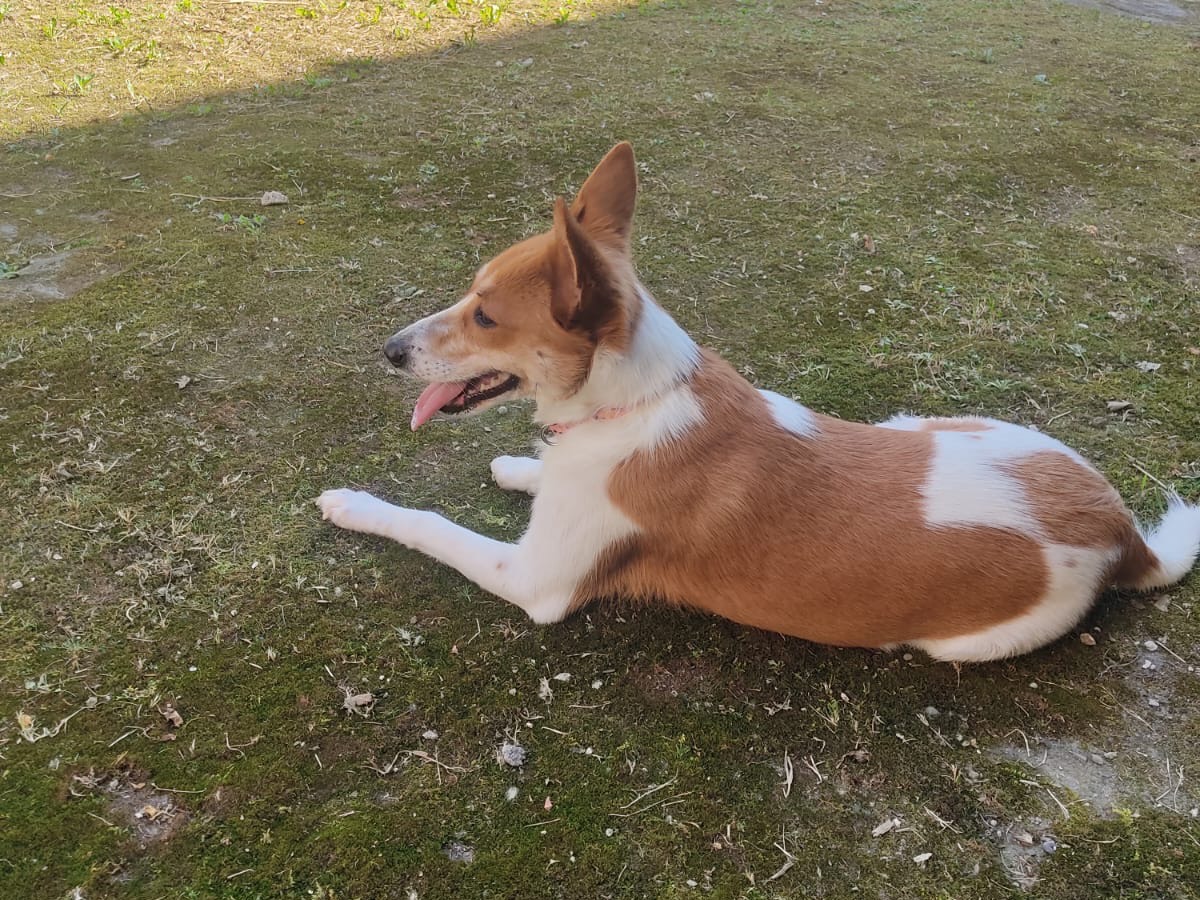 Vuoi adottare un cane a Lucca?