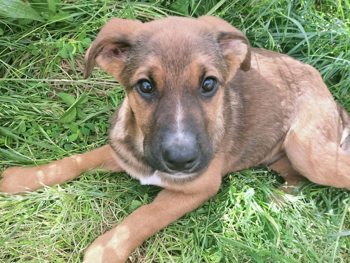Adotta un cane, maschio, 4 mesi, Vibo