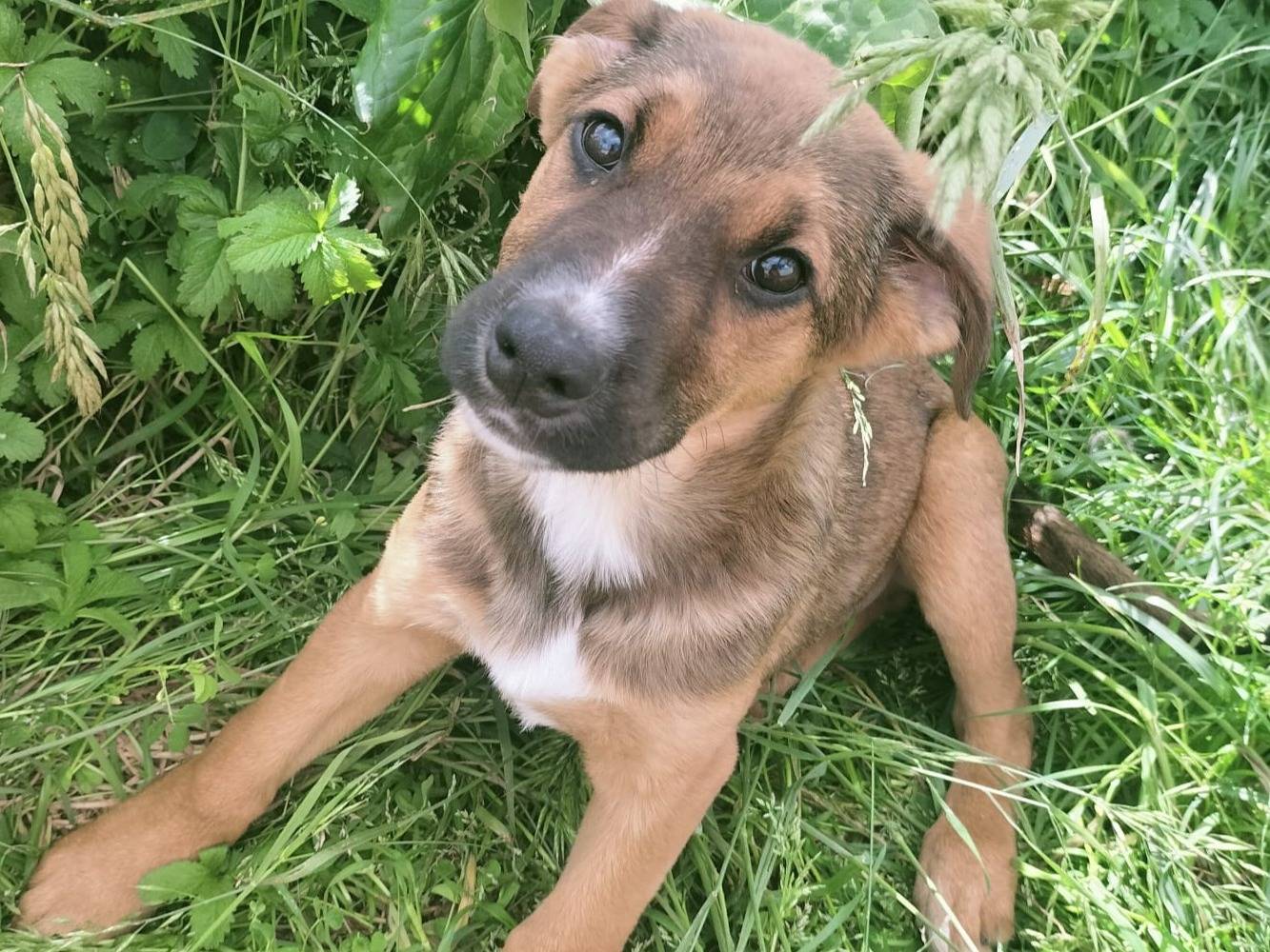Adotta un cane, taglia media, maschio, Vibo