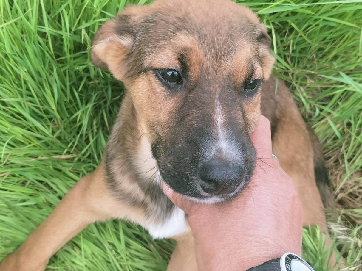 Vuoi adottare un cane a Vibo?