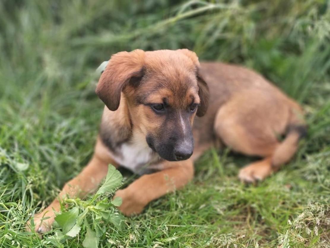 Adotta un cane, femmina, 4 mesi, Vibo