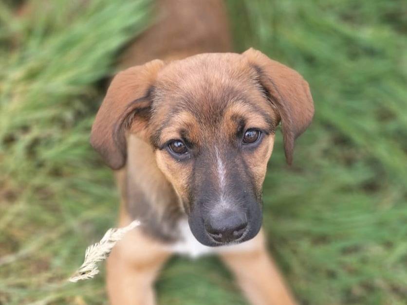 Vuoi adottare un cane a Vibo?