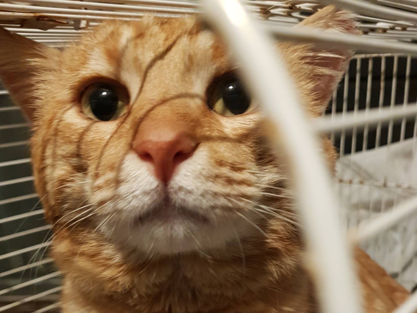 Foto dell'animale