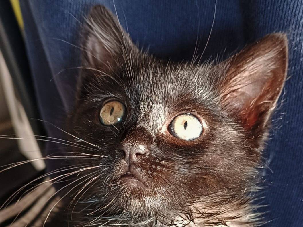 Foto dell'animale