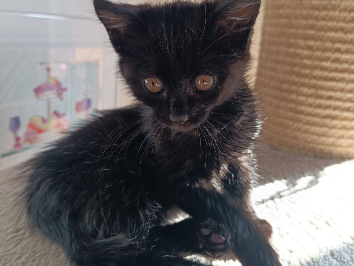 Adotta un gatto, taglia non valida, maschio, Pescara