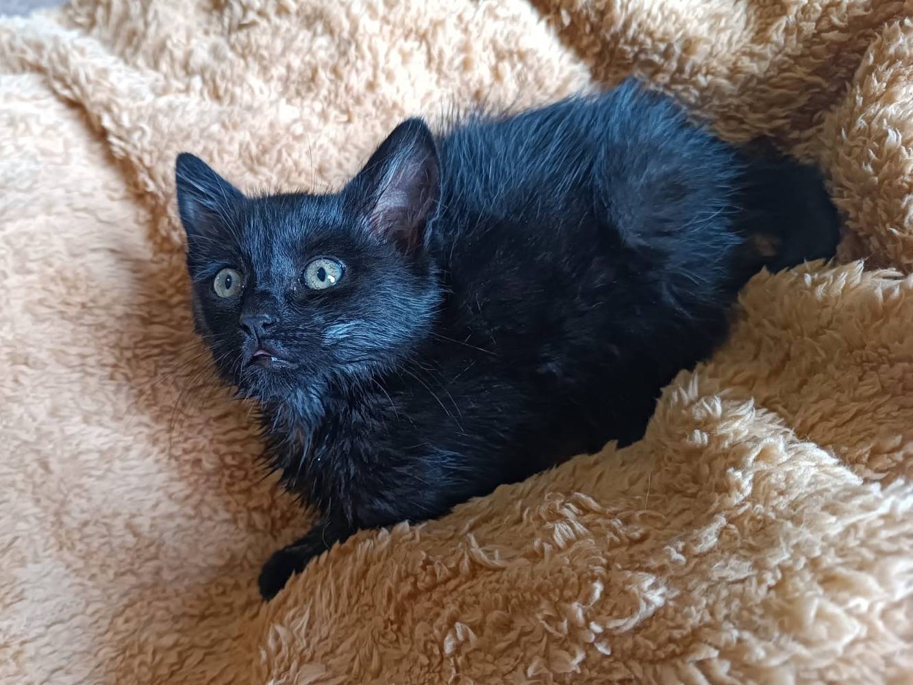 Vuoi adottare un gatto a Pescara?