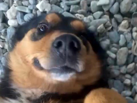 Adotta un cane, femmina, 2 anni  e 6 mesi , Venezia