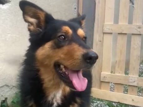 Adotta un cane, taglia media contenuta, femmina, Venezia
