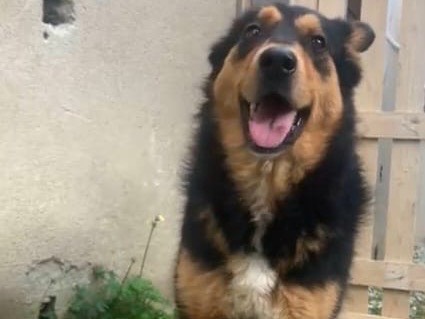 Vuoi adottare un cane a Venezia?