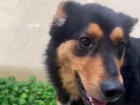 Adotta il cane Luna a Venezia