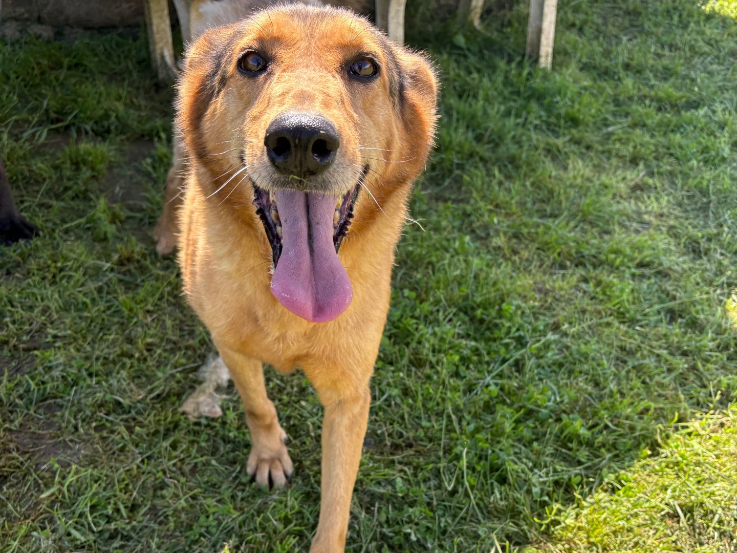 Adozione cane, femmina, Razza sconosciuta Razza sconosciuta, 9 anni  e 11 mesi , taglia media, Frosinone