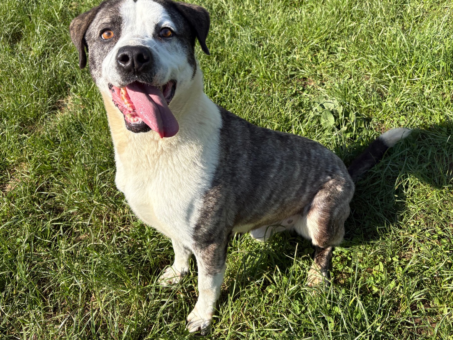 Adozione cane, maschio, Razza sconosciuta Razza sconosciuta, 6 anni  e 11 mesi , taglia grande, Frosinone