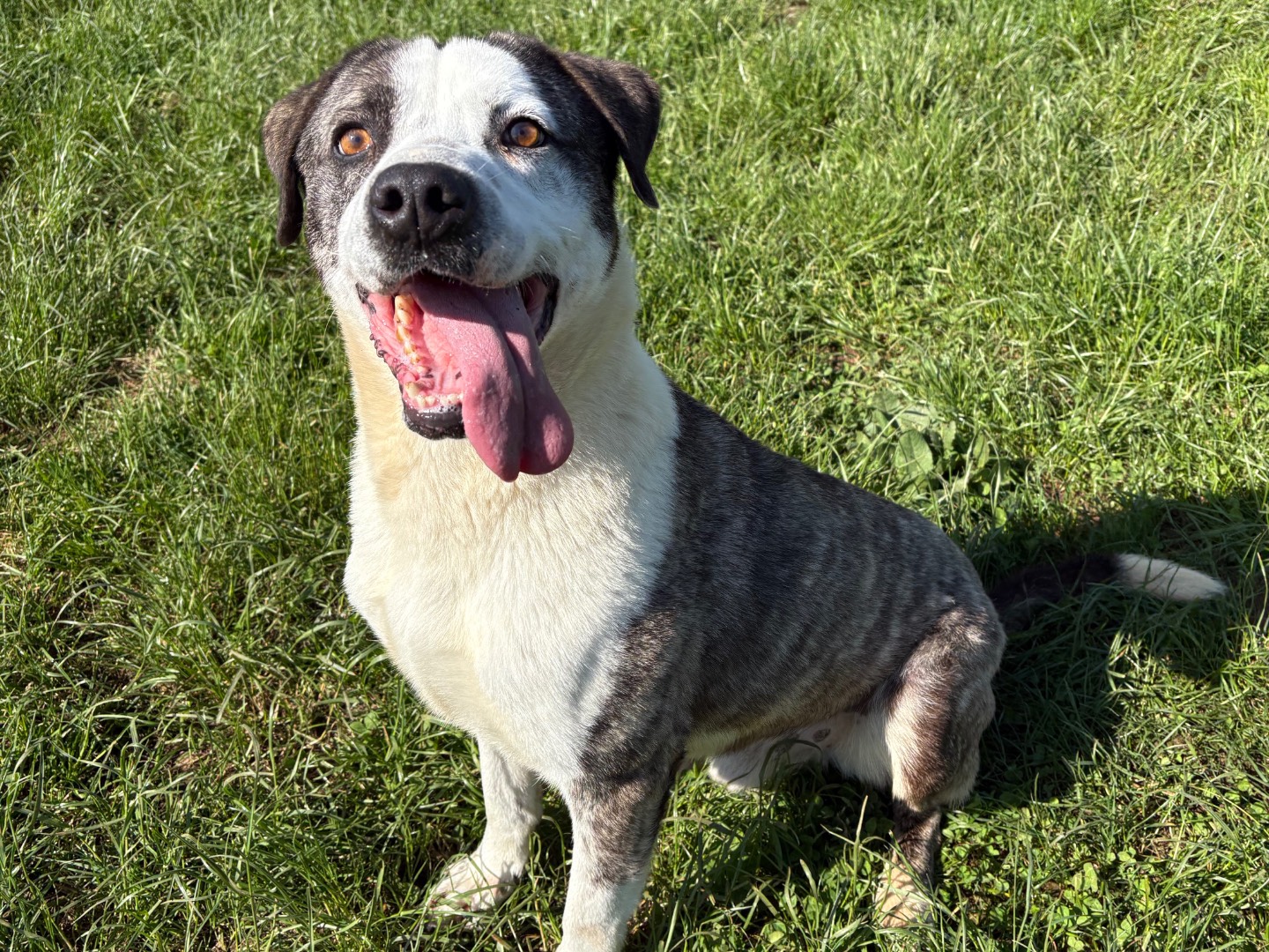 Vuoi adottare un cane a Frosinone?