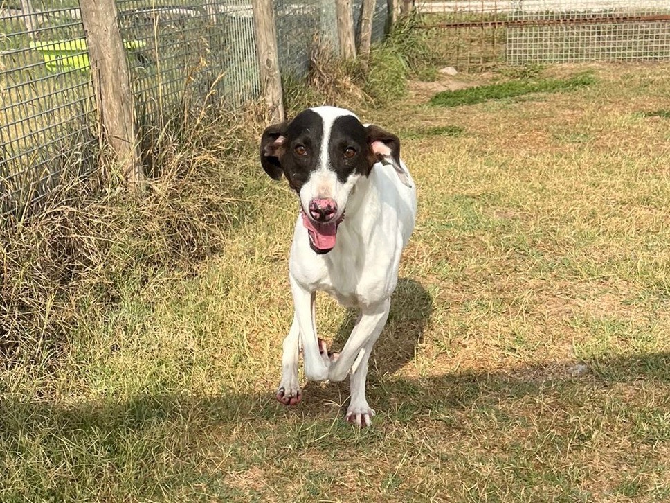Adotta un cane, taglia media contenuta, maschio, Latina