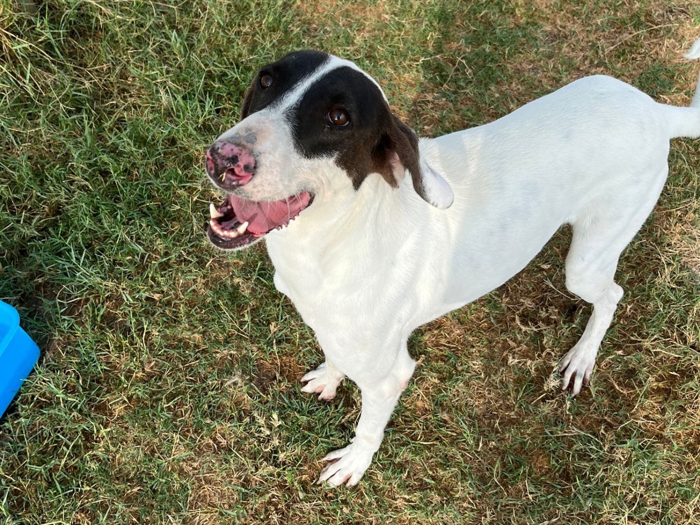 Adotta il cane Pippo Franco a Latina